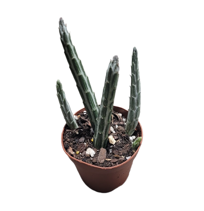 2" Senecio Stapeliiformis "Pickle Plant"